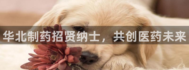 老哥吧九游会：华北制药招贤纳士，共创医药未来